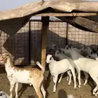 تيوس بيشيات