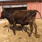 بقره خلفه معه عجل كبير الحليب 7 لتر تقريبا حلو سكر مشروطه