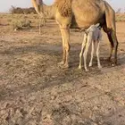مصغر ثنو