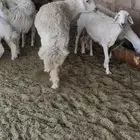 خروف فحل حري صنف مشروط القريع
