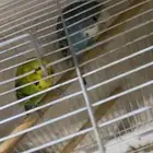 بادجي
