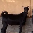 مشروع فحل ادغس