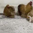 للبيع اطقم كوشن مستويات عاليه امهات خوارج