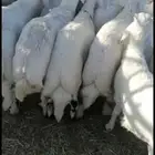 ذبايح خرفان مع السلخ والتوصيل