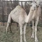 قعود