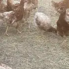 تم البيع