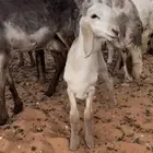 سواكن درمانيات صنف دفيع ومواليد جذعات