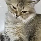 قطع شيرازيه مع اولادها للتبني