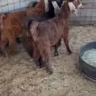 جفار وتيوس