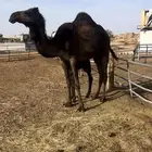 خلفه مجهم ثنيه