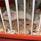 2 هامستر ذكر و أنثى بصحة جيدة مع اغراضهم