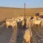 ضان مقاني( تم البيع)