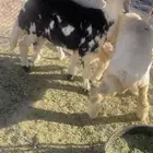 رخال