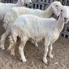 غنم نجد عيسيات