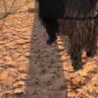 عنز عارضيه صنف