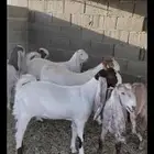 معزا جفار اعمارها 5 شهور