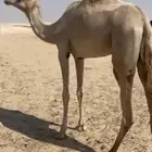 ذلول هجن مهجنه