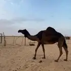 لقحه بثنوها في 10شهور