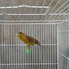 أنثى كناري منتجه