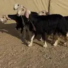 رخال نجد صنف