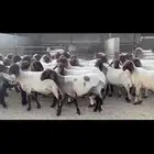 غنم نعيم صنف