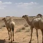 بكار