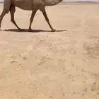 للبيع الصفرا الخفوت ضريبه