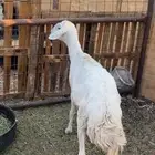 نعجه