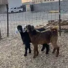 تيوس