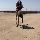 ركبي طايع