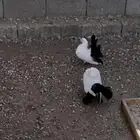 حمام للبيع خوارج (املج )