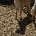 رخل ساكنية صنف