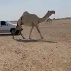 ضريبه