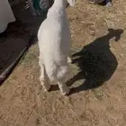 ذبيحتك إلى باب بيتك