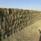 علف بانو بنك