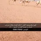 نياق