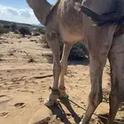 البيع البعير الطيب ورتفاع ومد والوبره العكشى وعلى جميع الشر