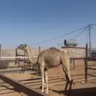 للبيع بكره حقه طيبه