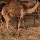 بكره للبيع على حليب