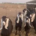 معزاء مراح