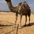 خلفه حمرا حليبها واجد