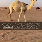للبيع لقحه وضحى طيبه