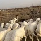طليان ضحايا