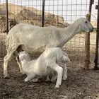 شاه حريه متبع بخروف ورخل