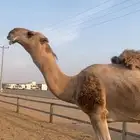 بعير اعقابي