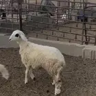 رخل حري ذبيحة وتربية