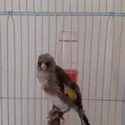 فرح حسون تغريد شف الفيديو ما شاء الله الحد 300 ريال