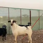 تيس بيشي