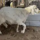 خروف حري