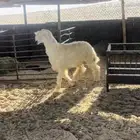 خروف جذع مشروع فحل فاخر